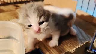 Kucing bocil Sally yang Lucu Lucu  screenshot 3