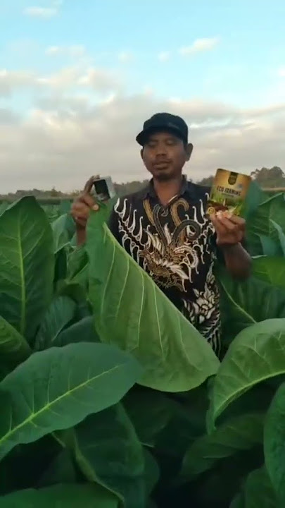 Tanaman tembakau yang menggunakan pupuk organik eco farming dan fotosintesa.