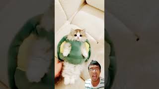 Kucing lucu pake kostum kura kura ‼️
