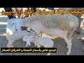 سوق المواشي اليوم تابع آخر أخبار أسعار النعجة الوالدة و الرخلة و الخرفان الصغار أسعار المواشي