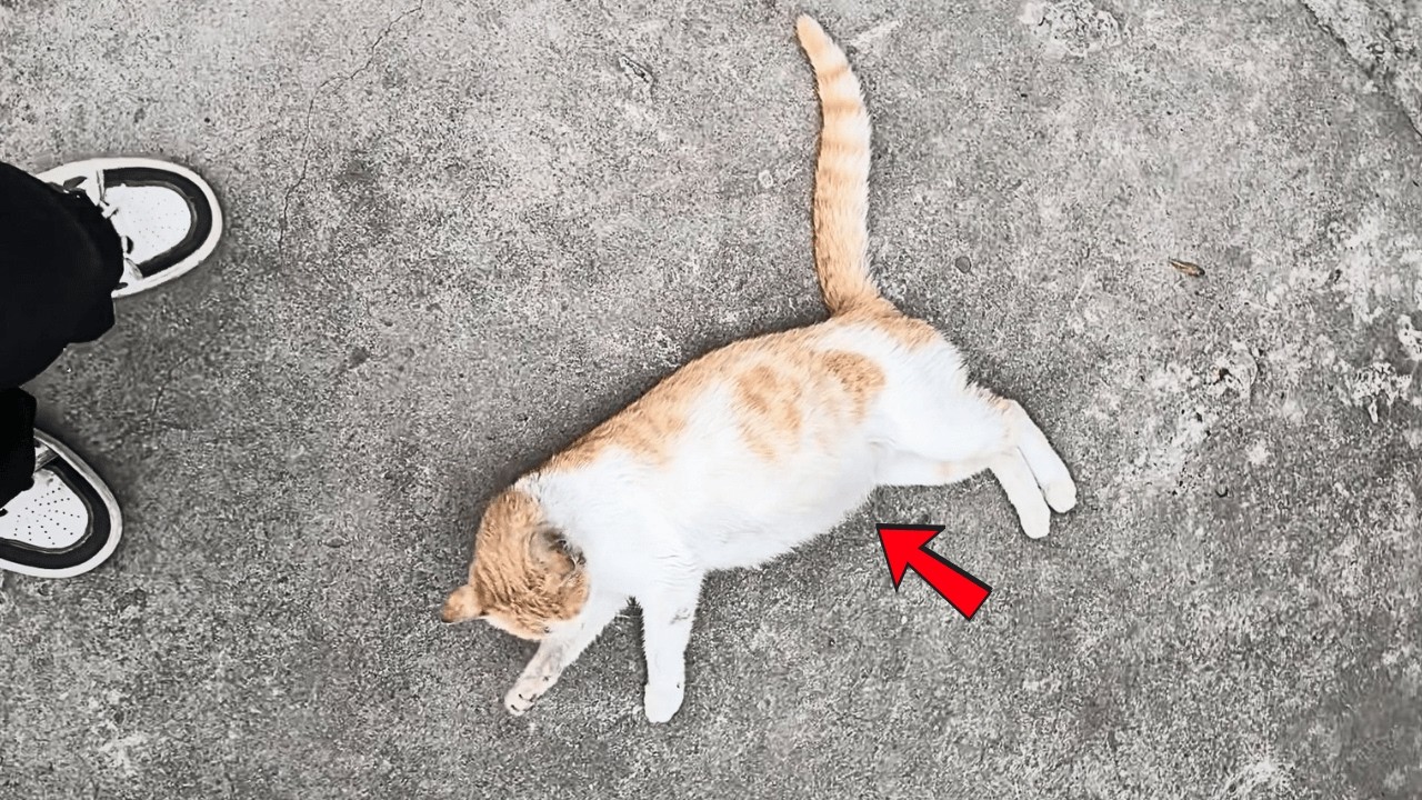 Беременная кошка с улицы попросила помощи. Коснувшись её тела, я понял — начинается наша история.