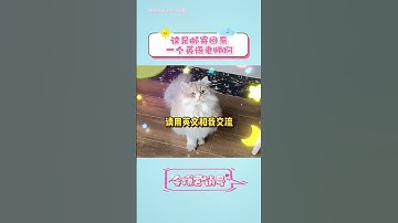 这是邮寄回来了一个英语老师啊#搞笑 #内涵段子 #娱乐评论大赏 #pets #高能段子手 #大熱門 #寵物 #分享 #趣闻 #老铁笑一笑 #我要上热门
