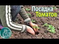 🍅 Высадка рассады томатов в открытый грунт
