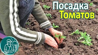 🍅 Посадка рассады помидор в открытый грунт 🌱 Выращивание томатов по технологии Гордеевых
