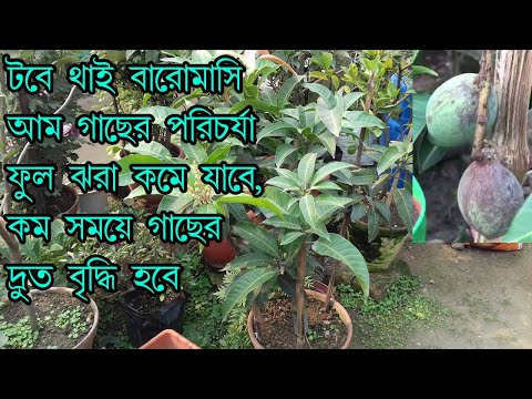 টবে থাই বারোমাসি আম গাছের পরিচর্যা ।How To Care Thai All Time Mango Plant