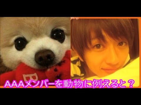 AAA あなたの好きなメンバーを動物に例えたら何？画像集