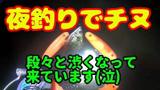 久しぶりの夜釣りをしたら食いが渋かったです(*_*)　浜名湖でチヌ釣り