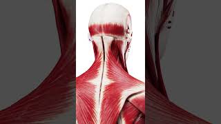 Sciepro 3D Muscle Anatomy