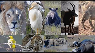 Virtual Game Drive: Wildlife Safari #1