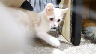 Kitten Am , 5 months old Munchkin by TOKYO CATS 618 views 9 months ago 1 minute, 12 seconds