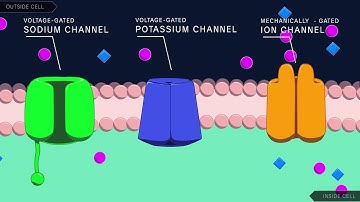 Action Potential in the Neuron