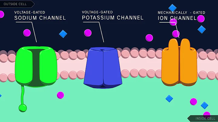 Action Potential in the Neuron - 天天要闻