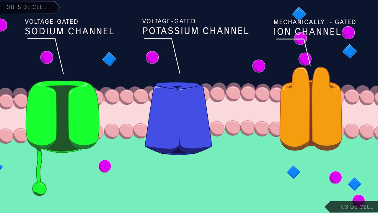 Action Potential In The Neuron