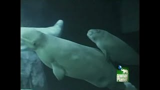 That's My Baby  Bandit the Beluga Whale