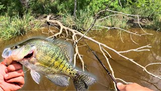 My biggest SAC-A-LAIT (crappie) in SHALLOW water brush | NEW PB!