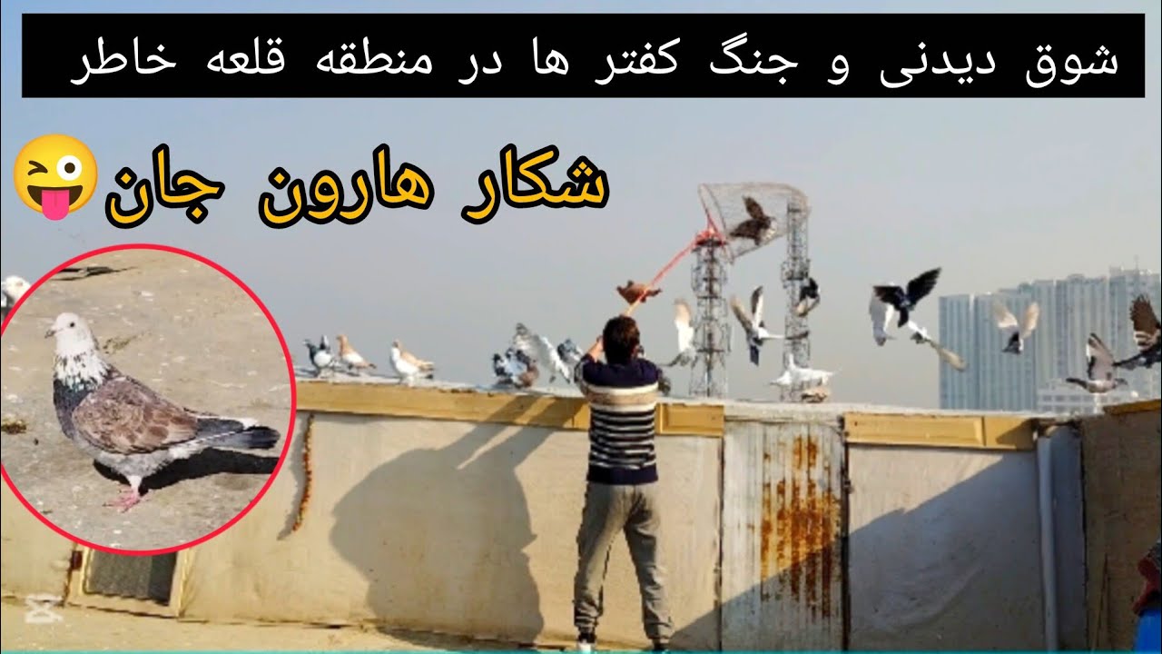 گشت بسیار عالی کفتر ها در منطقه دور دست ( قلعه خاطر) شکار کفتر هارون جان 😜 ❤شوق شاهی❤