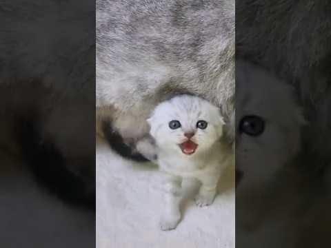 Громкое Мяуканье котёнка