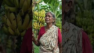 Grandma vcultiveing banana crop she got loss