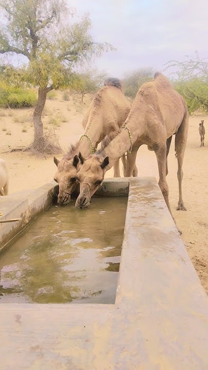 How much camel Drink water ?#shorts - YouTube