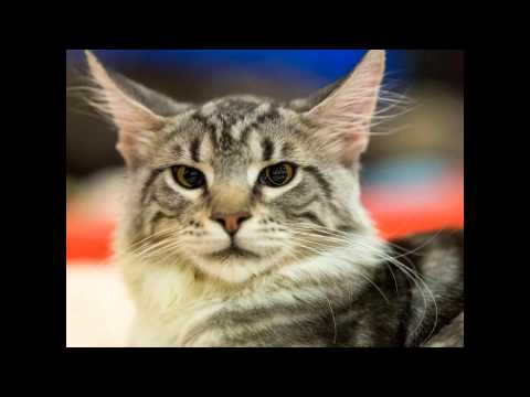 Video: Cat show in Moscow: schedule. International Cat Show in Moscow