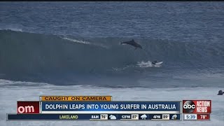 Dolphin leaps into young surfer in Australia