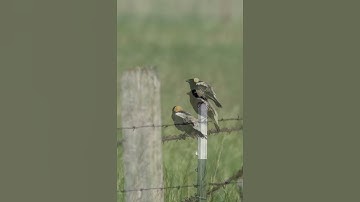 Bobolinks are back in montana #helenamt #montana #wildlife #nature #bird