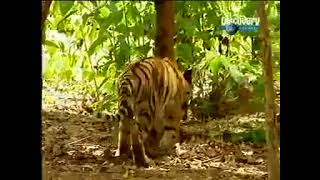 Monkey vs Tiger Fight, Tiger attack, Wild Animals, Animals