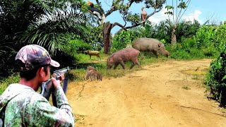 FULL. 1 HARI BERBURU// NYANGGONG BABI HUTAN DAN BURUNG PERGAM JUMBO. (full poin)