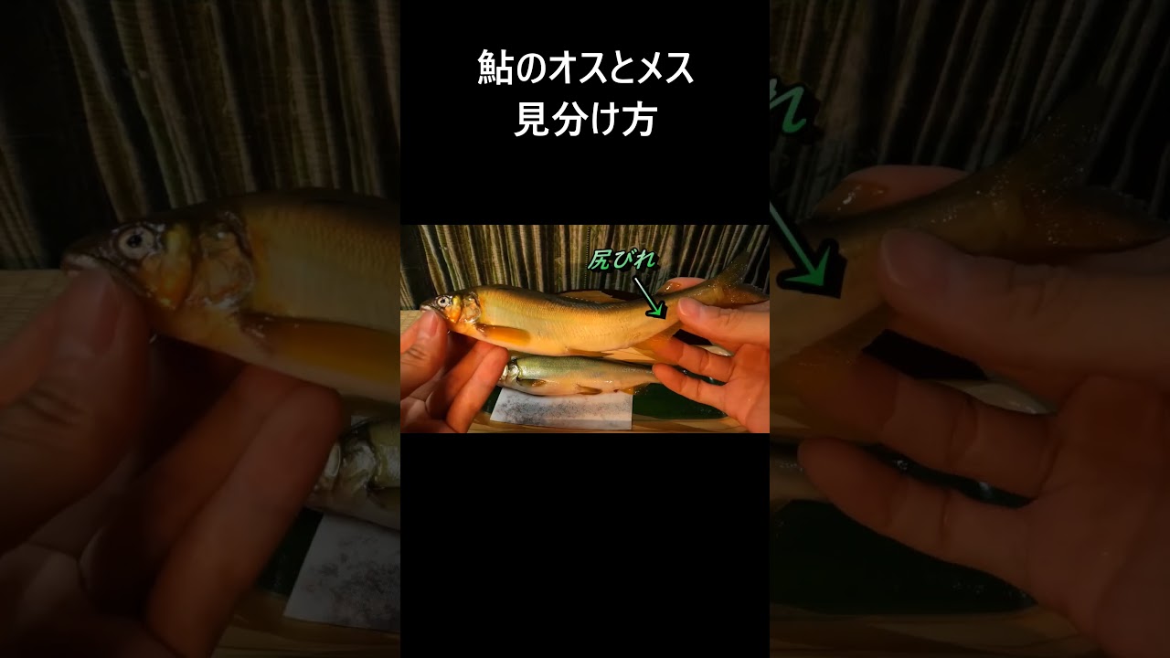 River Fish Tank] How to Tell Male and Female Ayu Fish Apart #Ayu