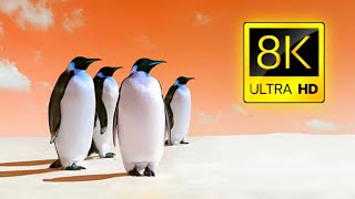 Penguin Collection In 8k HDR 60FPS / Antarctica Ocean HD