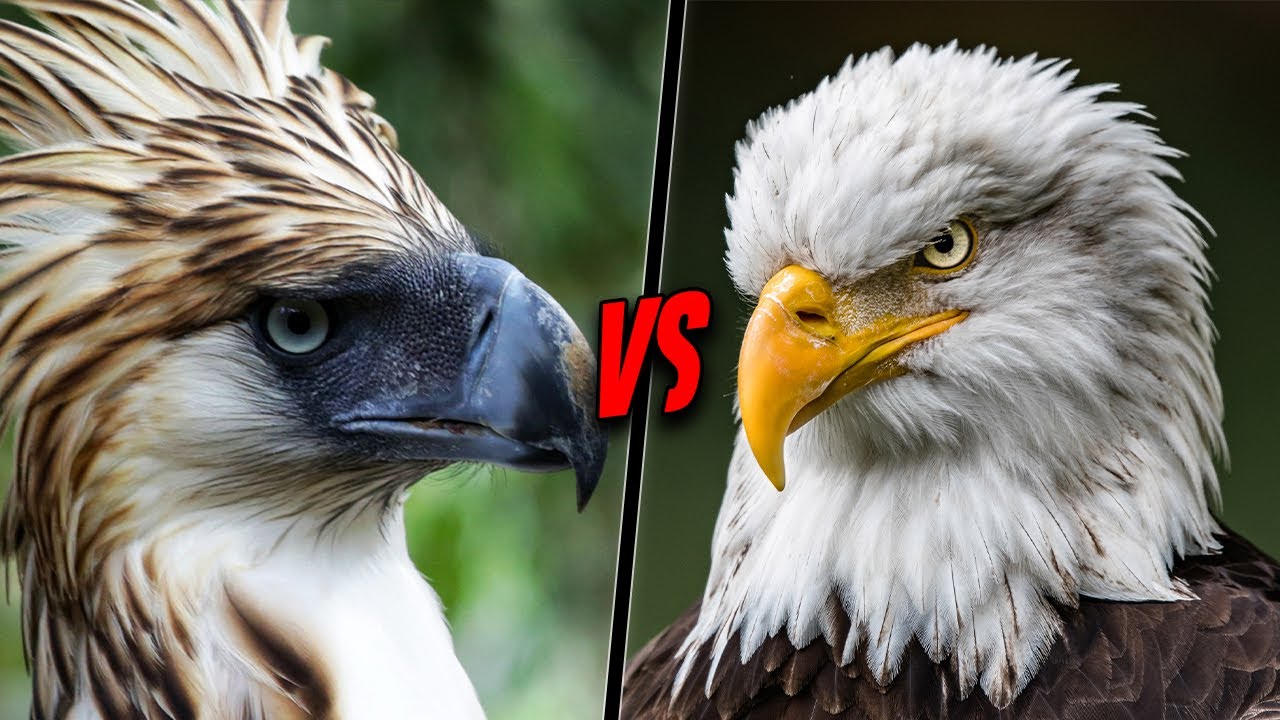 PHILIPPINE EAGLE VS BALD EAGLE Who Is More Powerful? YouTube