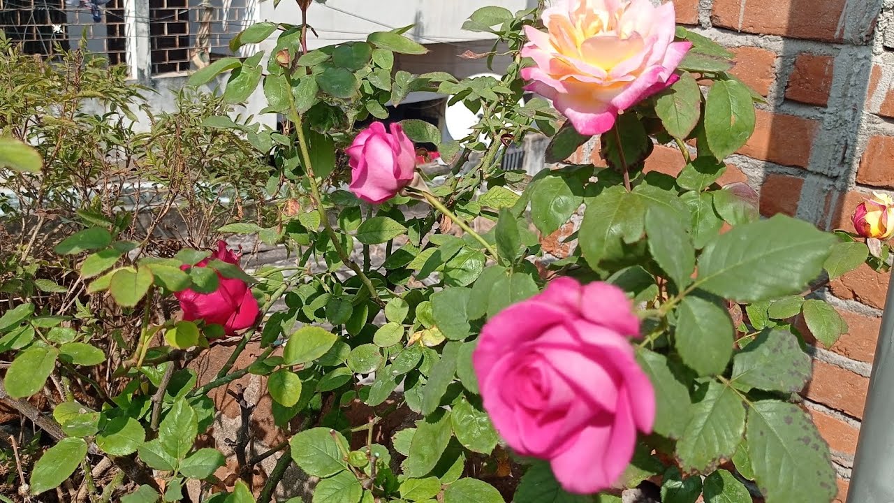 January month me Rose plant me kon sa fertilizers dale jada flowers