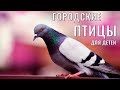 Учим птиц, развивающие мультики  видео для детей, городские птицы