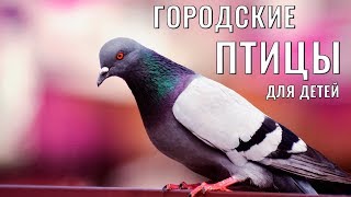 Учим Птиц, Развивающие Мультики  Видео Для Детей, Городские Птицы