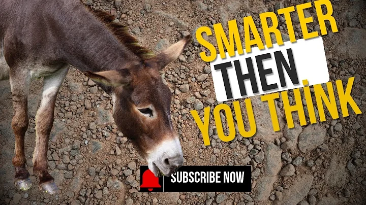Donkeys: Smarter Than You Think | The Untold Truth About Their Intelligence