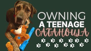 Everything you need to know before your catahoula becomes a teenager