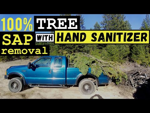 فيديو: كيفية إزالة عصارة الأشجار المتصلبة من السيارة؟
