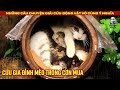 Giải cứu gia đình mèo hoang trong cơn mưa lớn || Review Con Người và Cuộc Sống