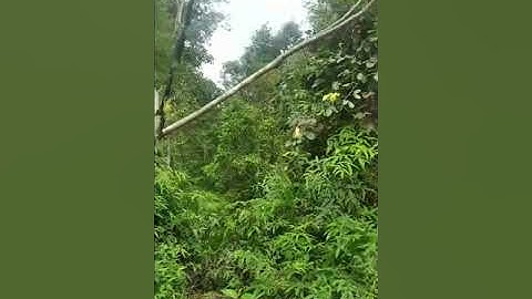 mikat burung cipoh dipinggir hutan dapat banyak
