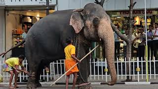 Elephant went out of Control in Kandy  අලි කුලප්පුව