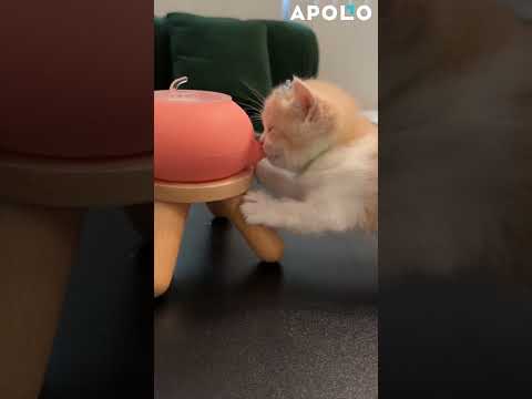 Cat Milk Feeder