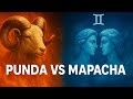 PUNDA VS MAPACHA NANI ANA NGUVU ZAIDI KATIKA NYOTA