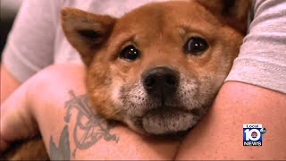 Vets worry about respiratory illness infecting dogs