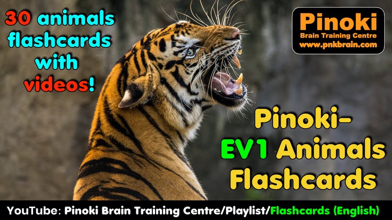 Download Pinoki-EV1 Animals Flashcards (with videos, 30 flashcards).