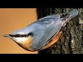 NUTHATCH Foraging -  Sitta europaea