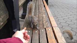 FEEDING SQUIRRELS AT THE BAND SHELL IN CENTRAL PARK ON THE UPPER WEST SIDE OF MANHATTAN IN NYC.