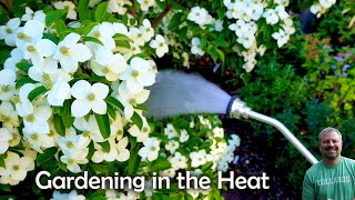 Gardening Strategies in a Heat Wave