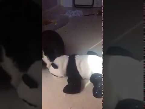 SCENE HARD BBW LAPIN PANDA 