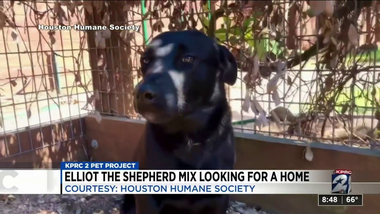 KPRC 2 Pet Project
