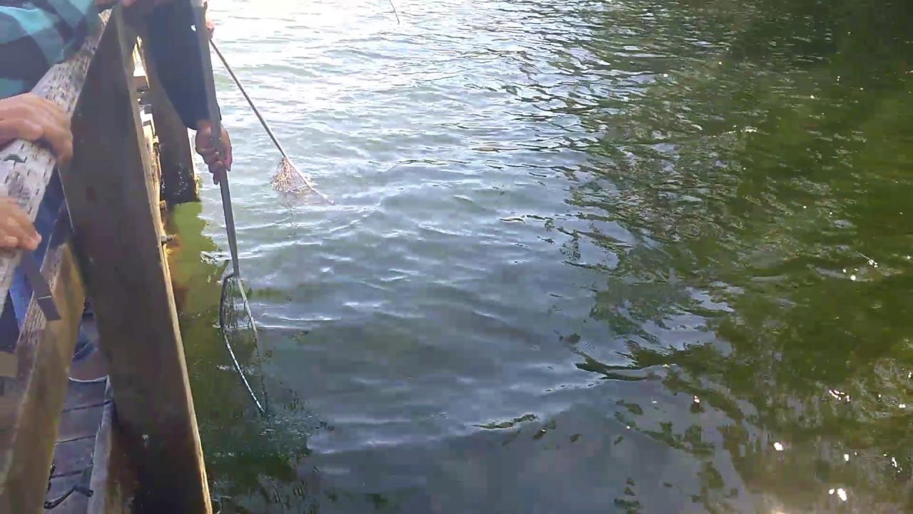 Elk Lake carp fishing YouTube